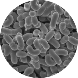 シールド乳酸菌のイメージ